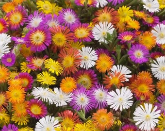 Delosperma Mix 200 seeds