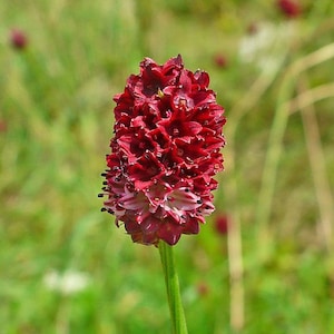 Sanguisorba officinalis 50 seeds image 2