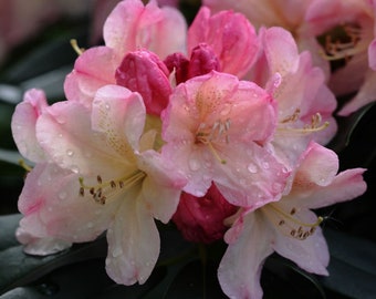 Rhododendron yakusimanum 20 Samen