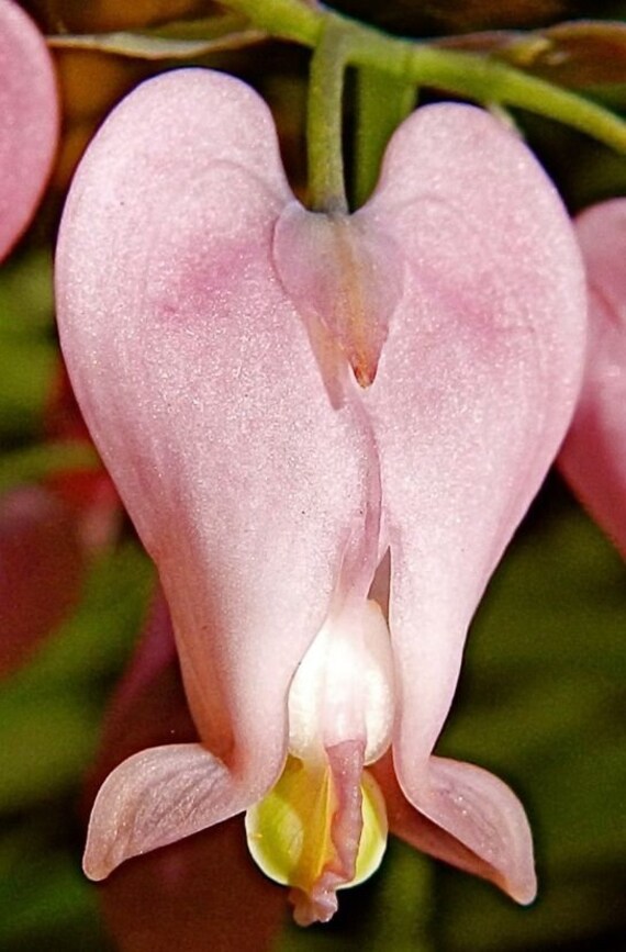 Dicentra Formosa 10 Seeds Etsy