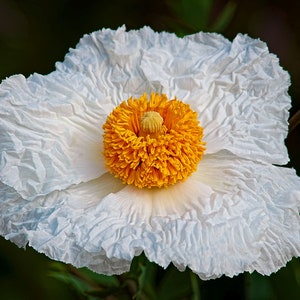 25 zaden - Romneya coulteri