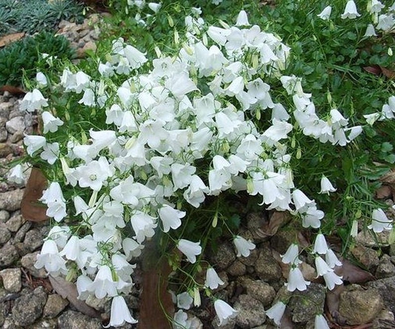 Campanula cochleariifolia Alba 15 seeds imagem 1