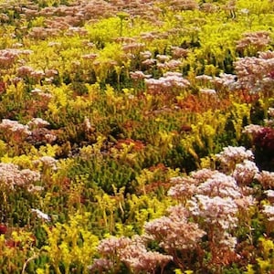 Sedum Mix 1000 seeds zdjęcie 3