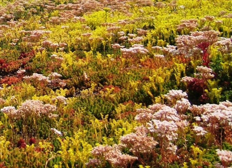 Mélange de sedum 1000 graines image 3