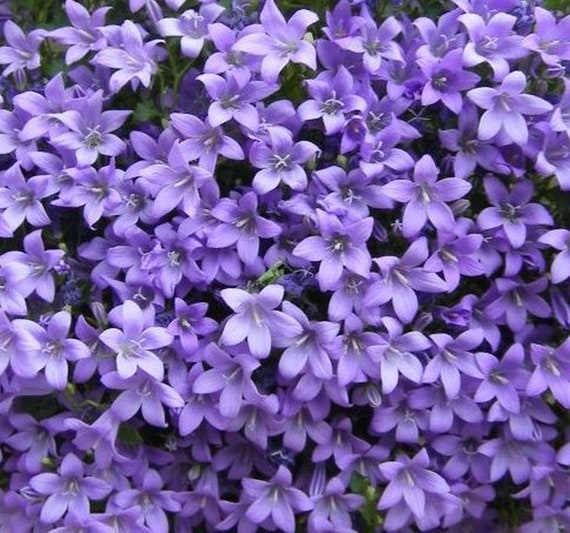 Campanula Portenschlagiana 40 Seeds Etsy Israel