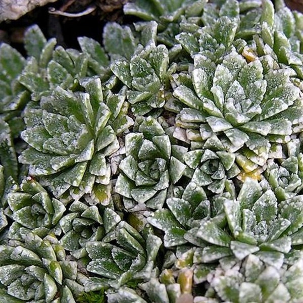 Saxifraga paniculata      15 seeds