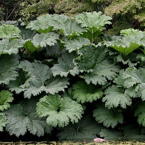 Gunnera manicata 30 zaden afbeelding 3