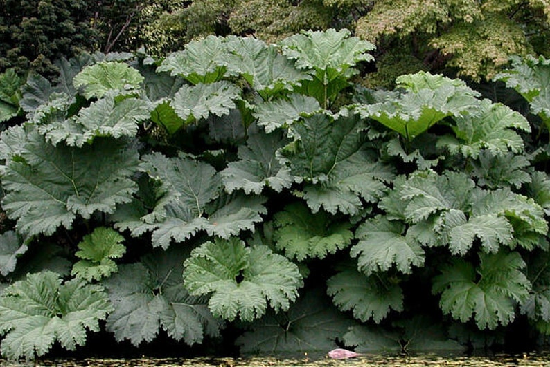 Gunnera manicata 30 zaden afbeelding 3