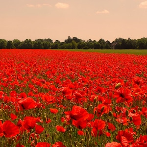 20,000 seeds - Papaver rhoeas
