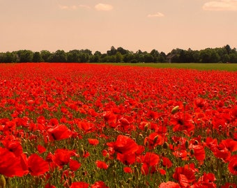 20000 seeds - Papaver rhoeas