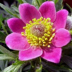 Anemone multifida Rubra 25 seeds image 2