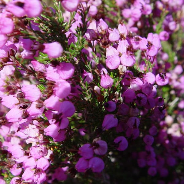 Erica australis   5000 seeds