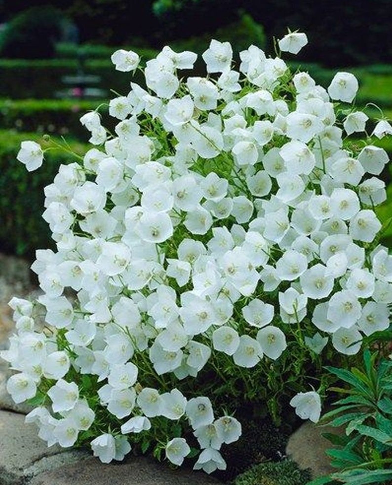 Campanula cochleariifolia Alba 15 seeds imagem 2