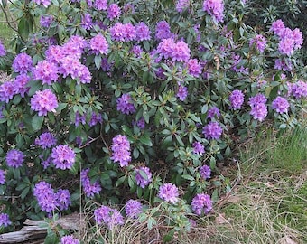 Rhododendron ponticum 50 seeds