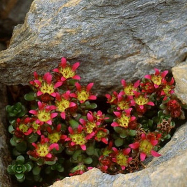 Saxifraga biflora     15 seeds