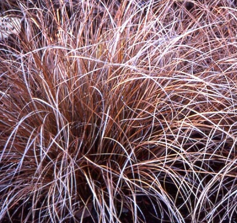 Carex Comans Bronze 25 seeds image 1