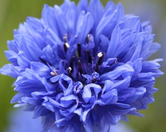 1,200 seeds - Centaurea cyanus Blue Diadem mix - 65 cm