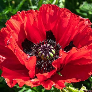 100 Samen – Papaver orientale Beauty of Livermere