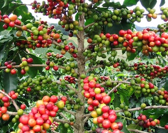 Coffea arabica 15 seeds