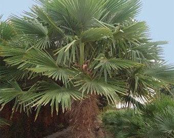 Trachycarpus fortunei    30 seeds