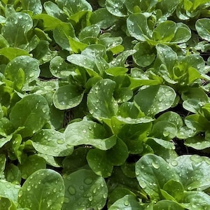 3000 seeds-Valerianella locusta-Canonigos image 1