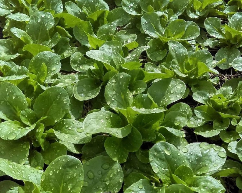 3000 seeds-Valerianella locusta-Canonigos image 1