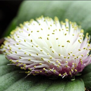 Massonia echinata 10 seeds image 3