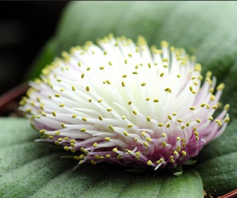 Massonia echinata 10 seeds image 3