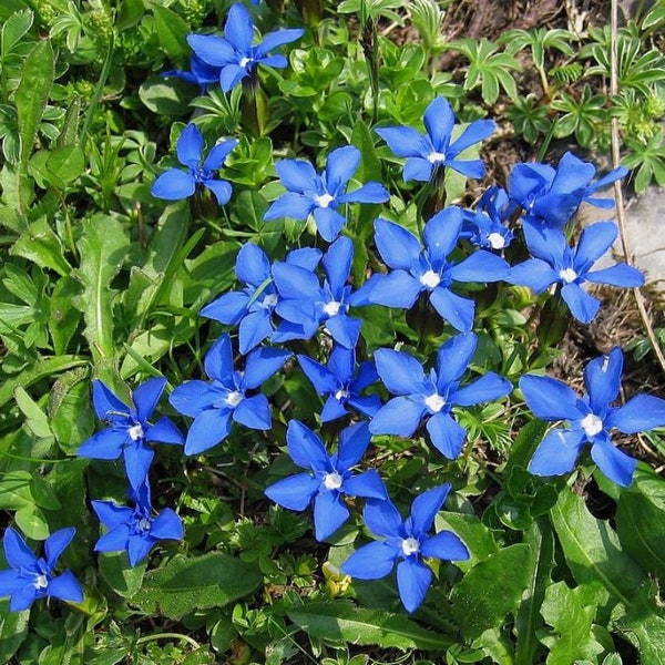 Gentiana verna 25 Samen