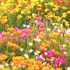 2,500 seeds - California poppy single mix -Eschscholzia calif.