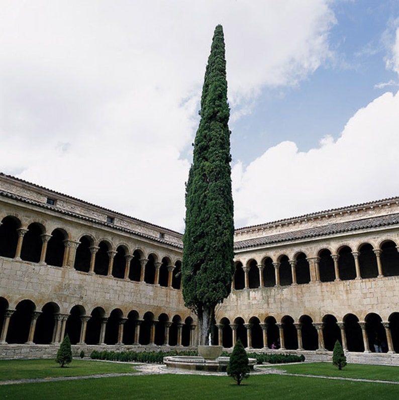 Cupressus sempervirens Stricta 300 seeds image 2