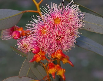 Eucalyptus torquata    10 seeds
