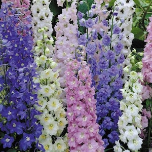 200 seeds - Delphinium x culturarum Pacific mix