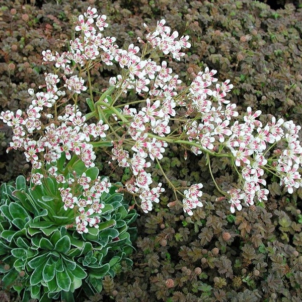 Saxifraga cotyledon 15 seeds