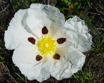 Cistus ladanifer 200 seeds