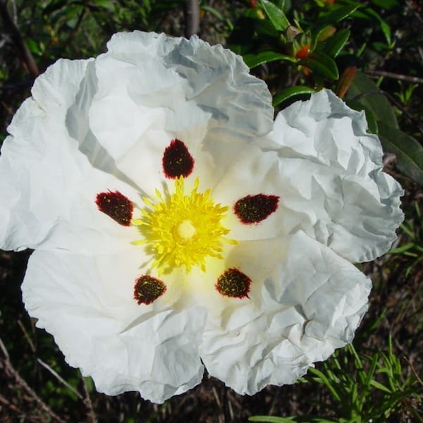 Cistus ladanifer        200 seeds