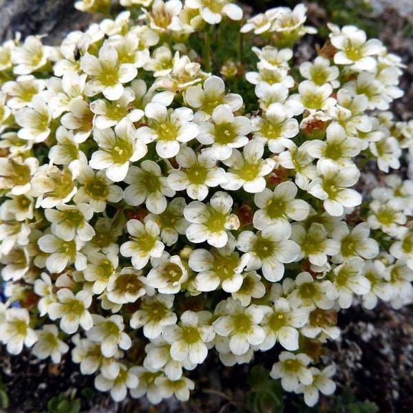 saxifraga exarata       10 seeds