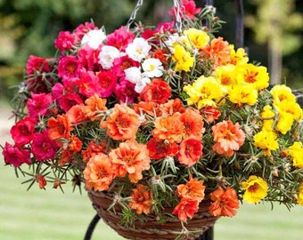 3500 seeds-Portulaca grandiflora extra double mix