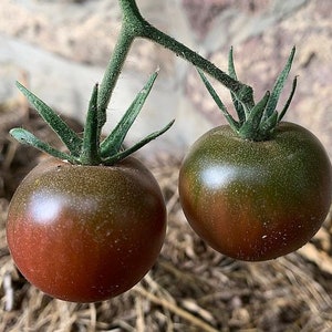 Tomatenkirsche schwarz 350 Samen