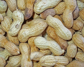 15 seeds-Peanut - Arachis hypogaea