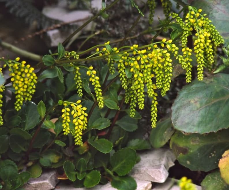 Chiastophyllum oppositifolium 30 seeds image 1