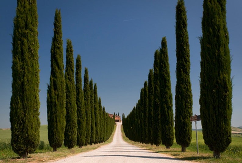 Cupressus sempervirens Stricta 300 seeds image 1