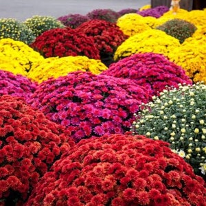 200 seeds - Chrysanthemum indicum double mix