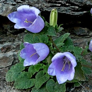 Campanula incurva 15 seeds