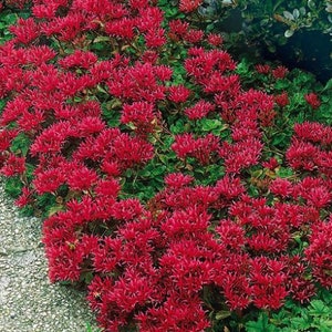 100 seeds - Sedum spurium Summer Glory