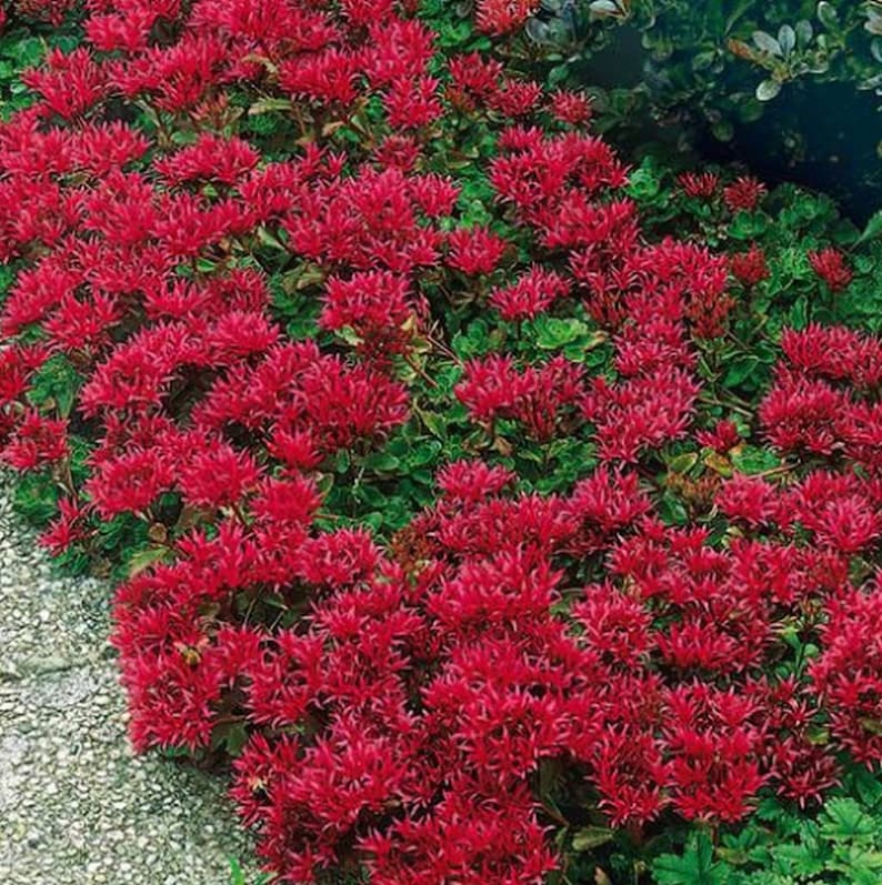 100 zaden Sedum spurium Zomerglorie afbeelding 1