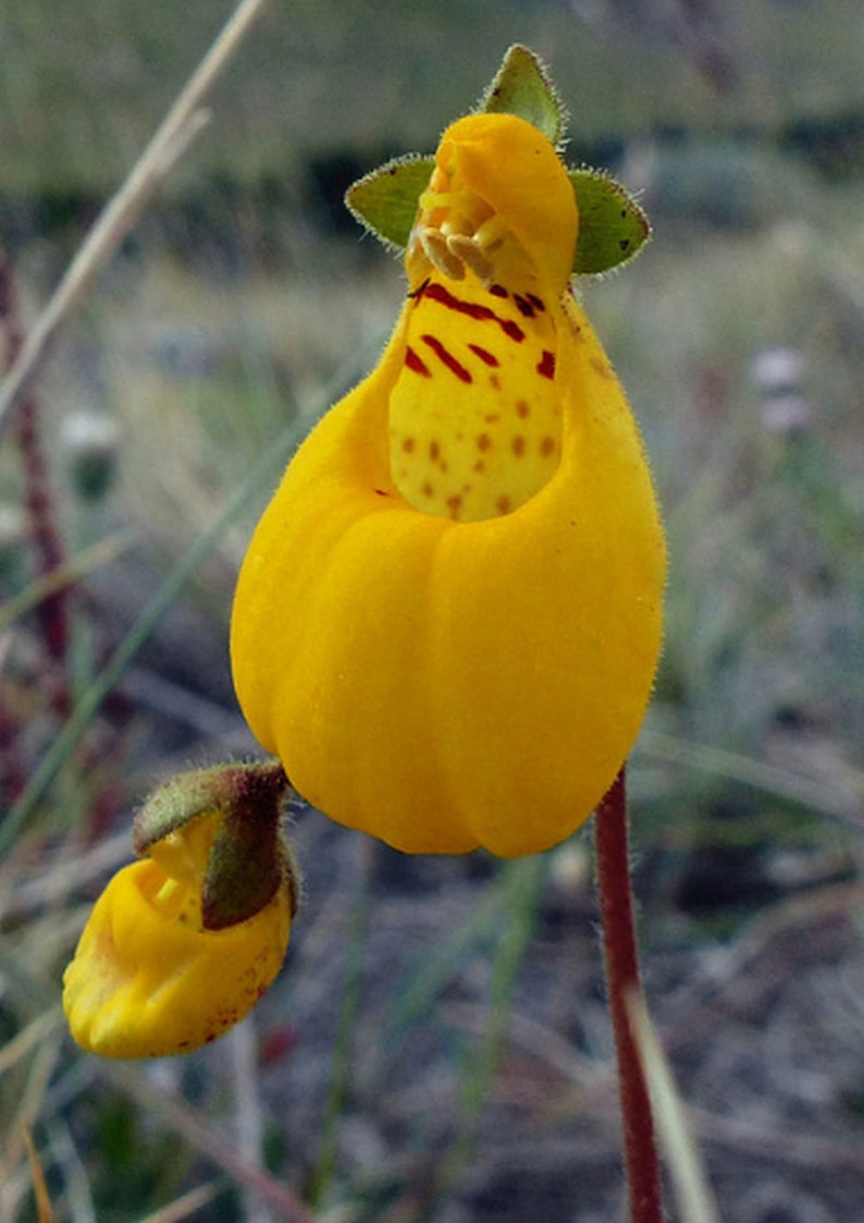 Calceolaria biflora 30 seeds image 2