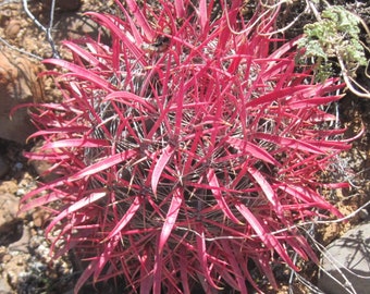 Ferocactus gracilis Coloratus    15 seeds