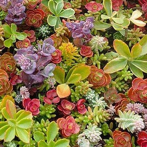 Sedum Mix 1000 seeds zdjęcie 1