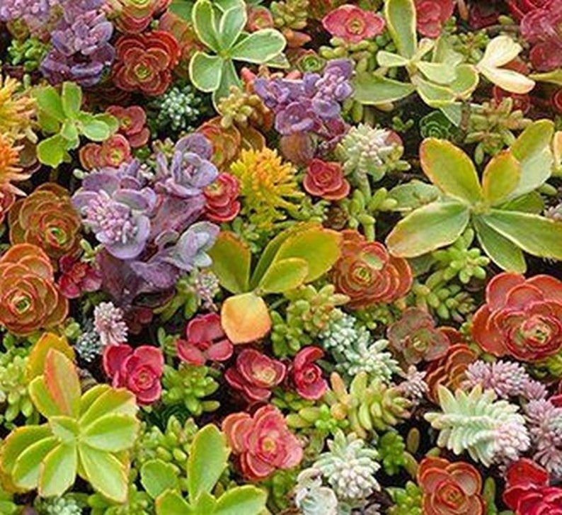 Sedum Mix 1000 seeds zdjęcie 1